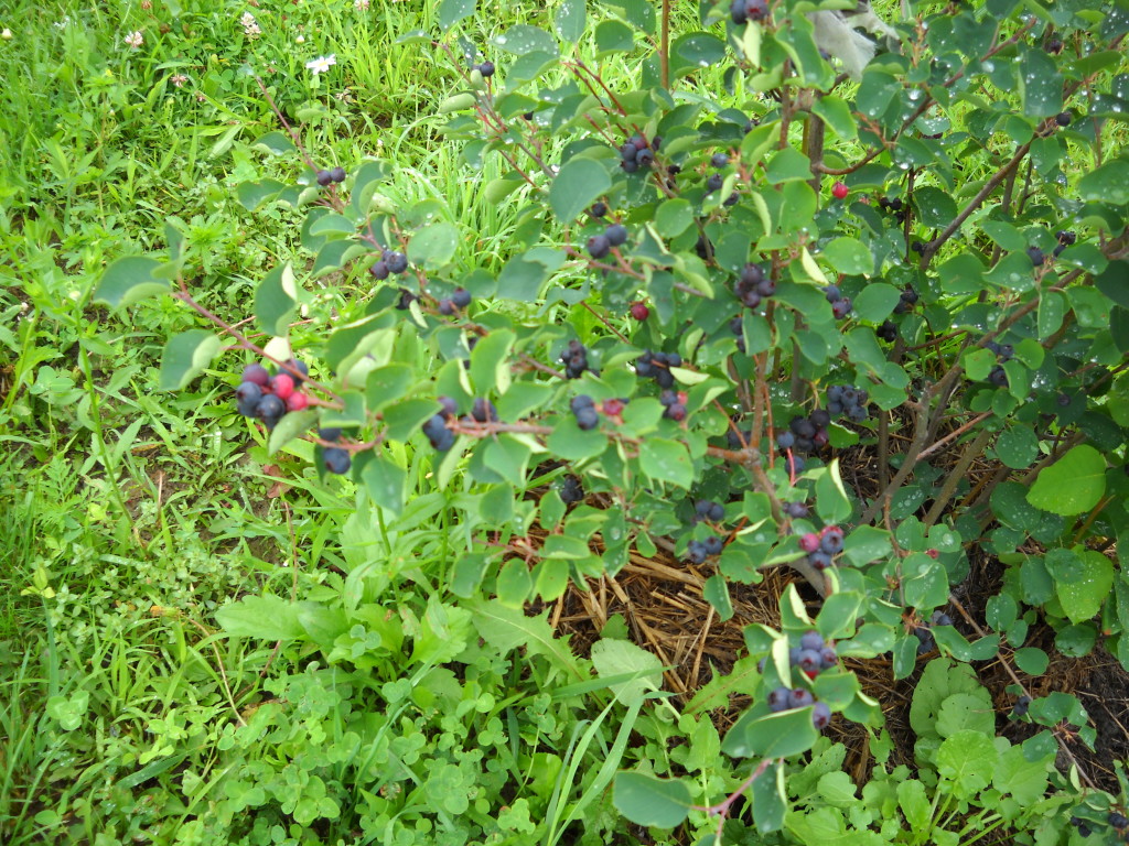 DSCN0519
