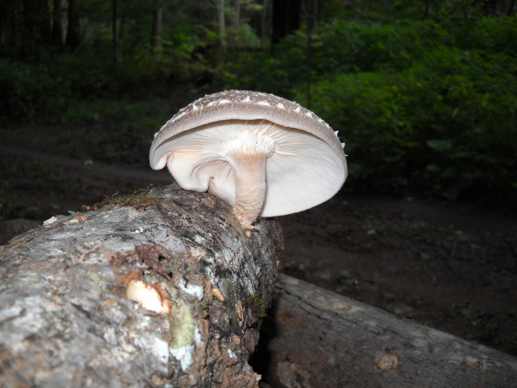 DSCN0885
